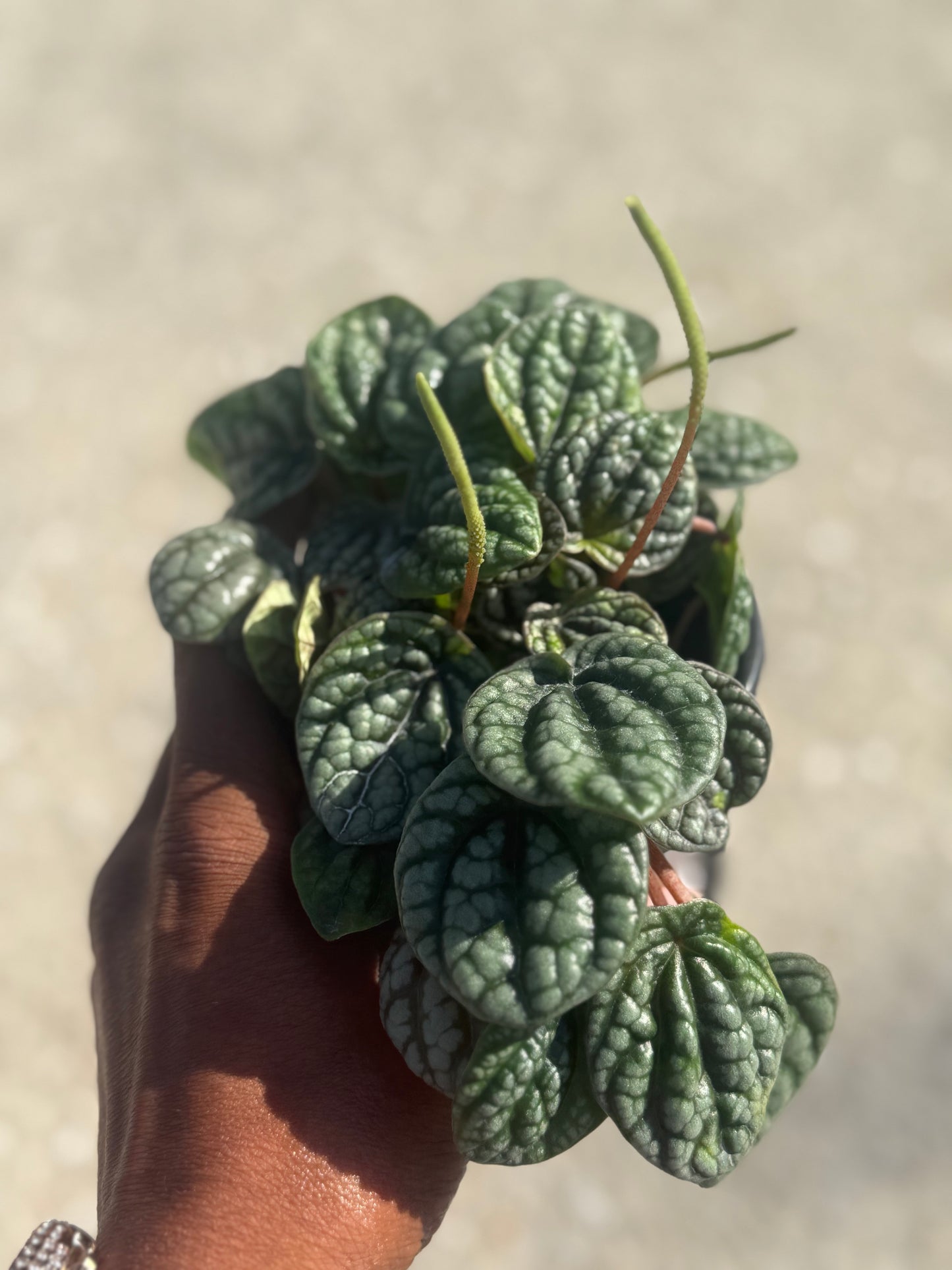 Peperomia 'Burbella'