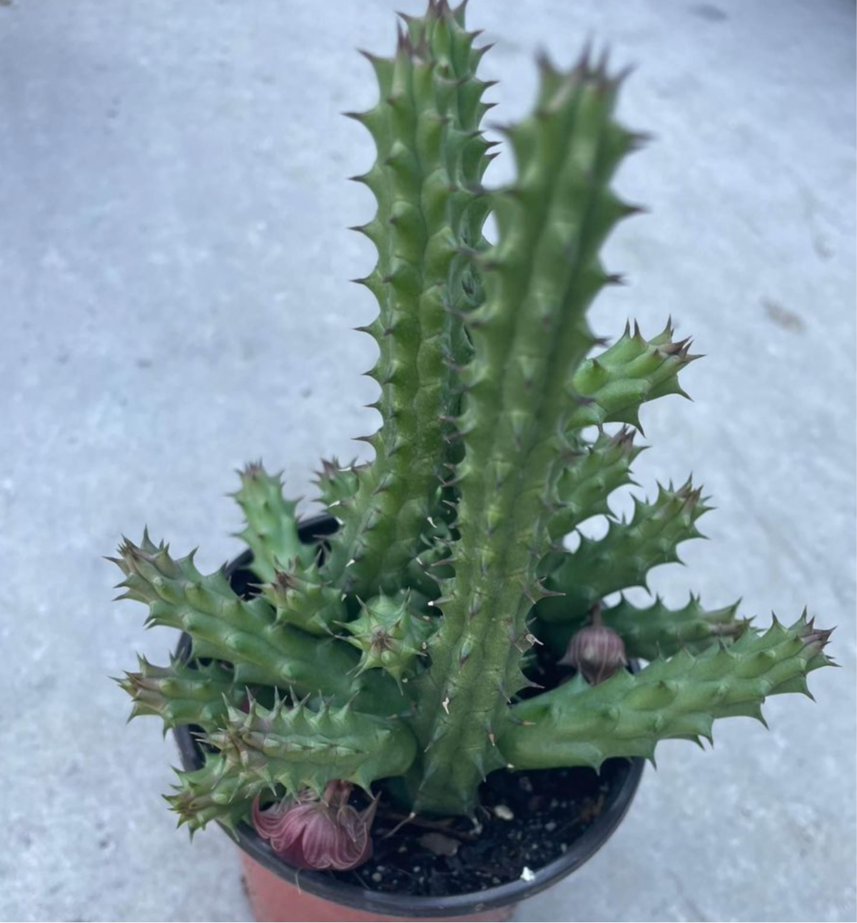 Huernia Schneideriana 'Red Dragon'