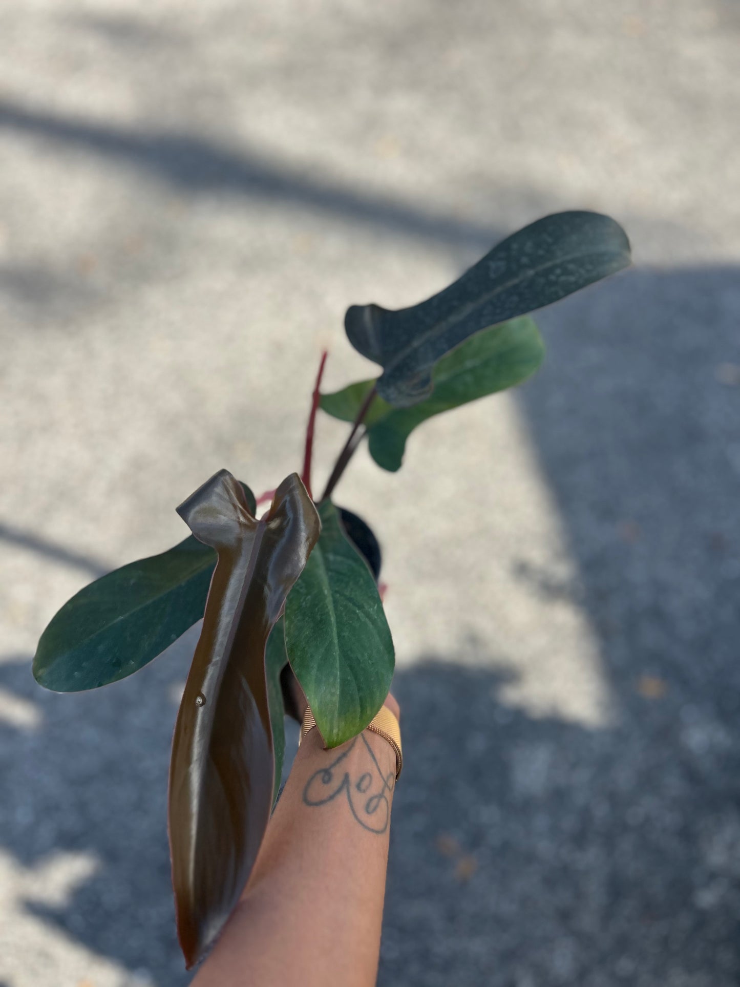 Philodendron Florida Bronze