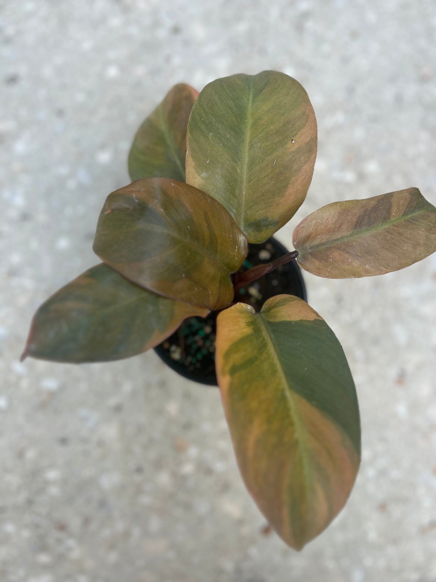 Philodendron 'Black Cardinal' Variegated