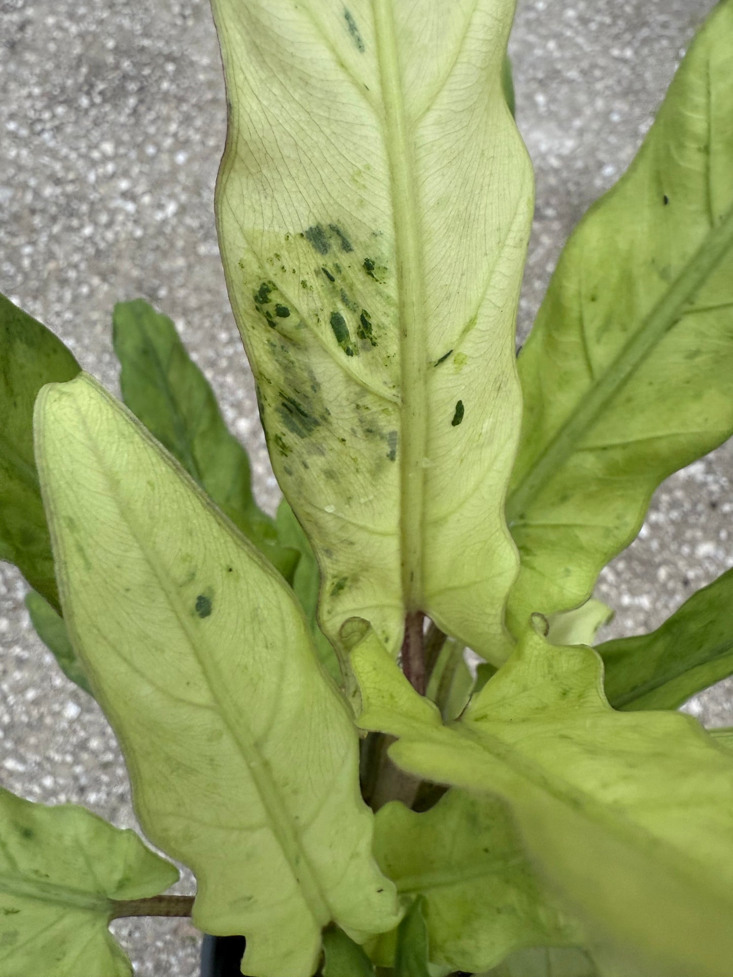Alocasia Lauterbachiana Variegated Aurea