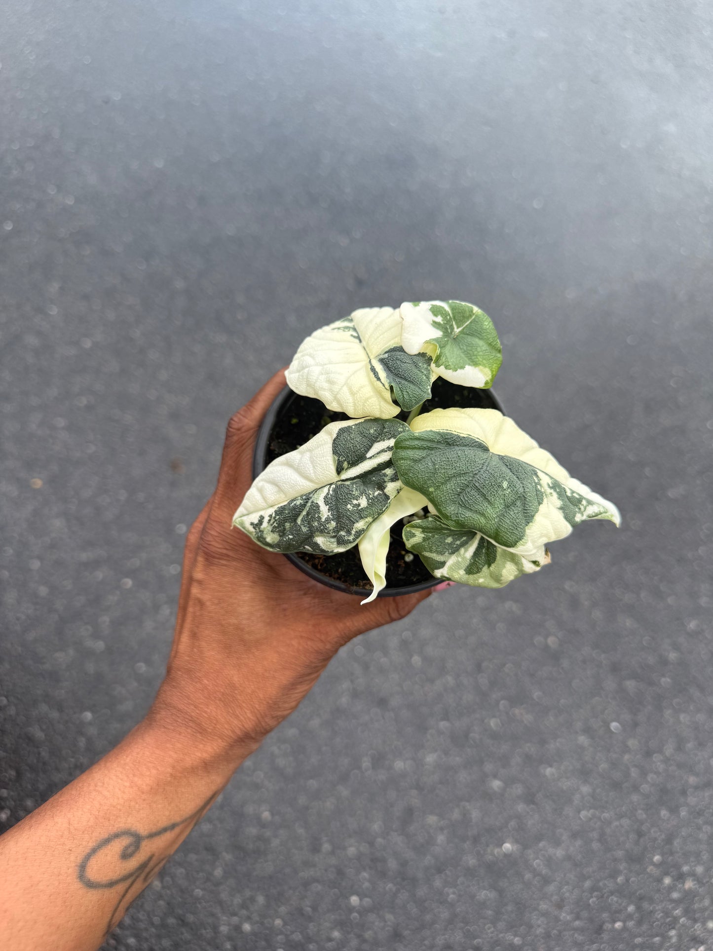 Alocasia Melo Variegated Albo