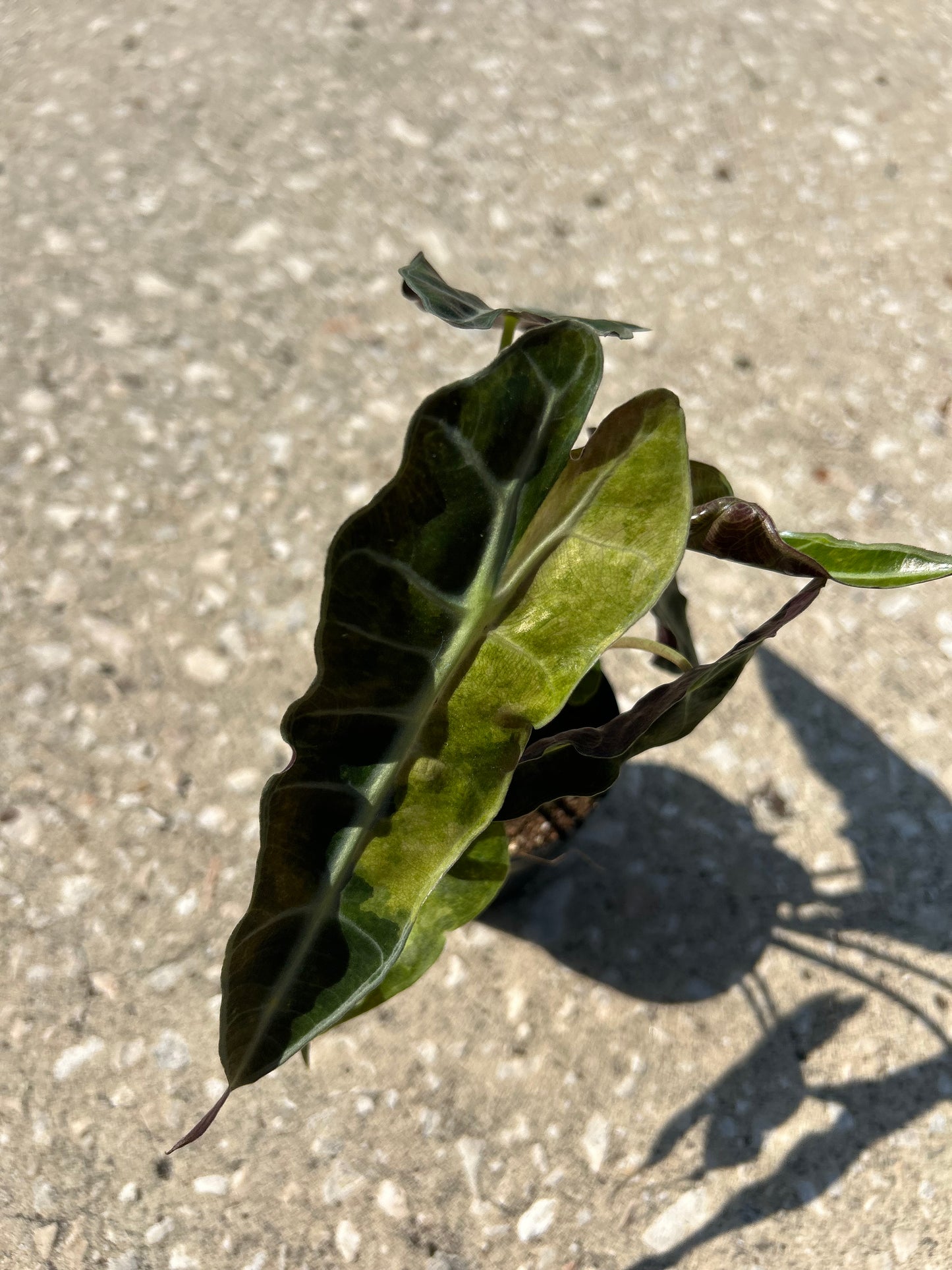 Alocasia Amazonica Polly Aurea Variegated