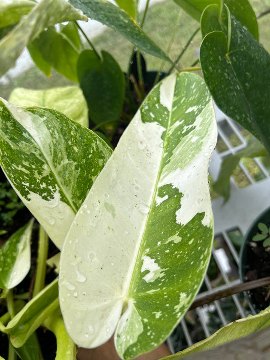 Philodendron 'Jose Buono'