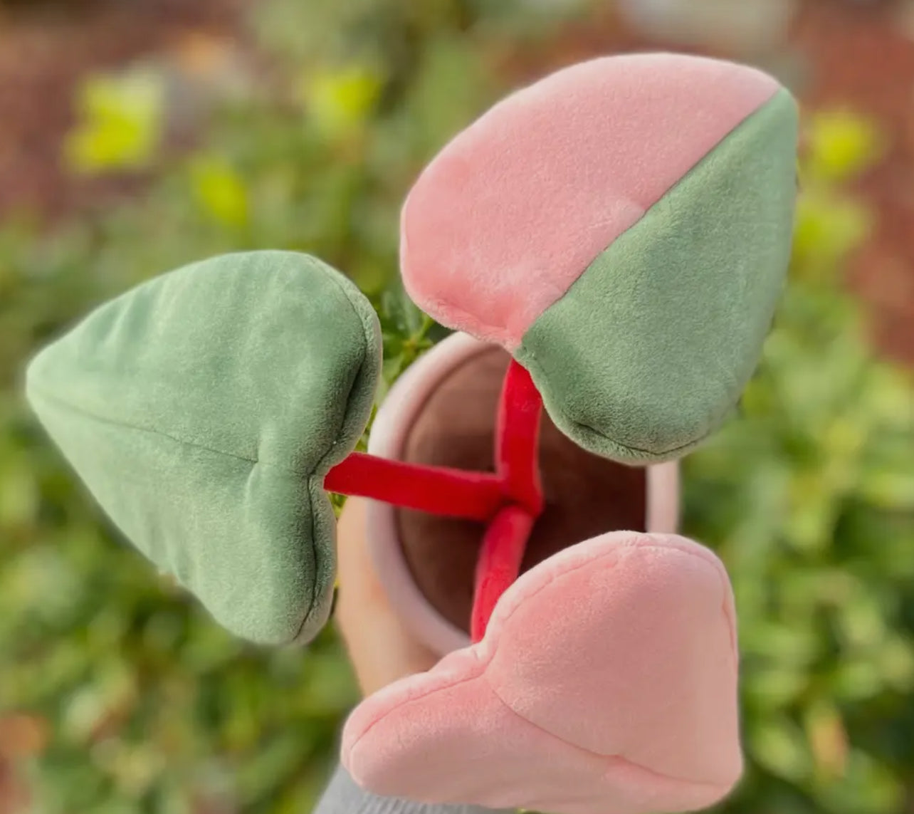 Philodendron Pink Princess Plush