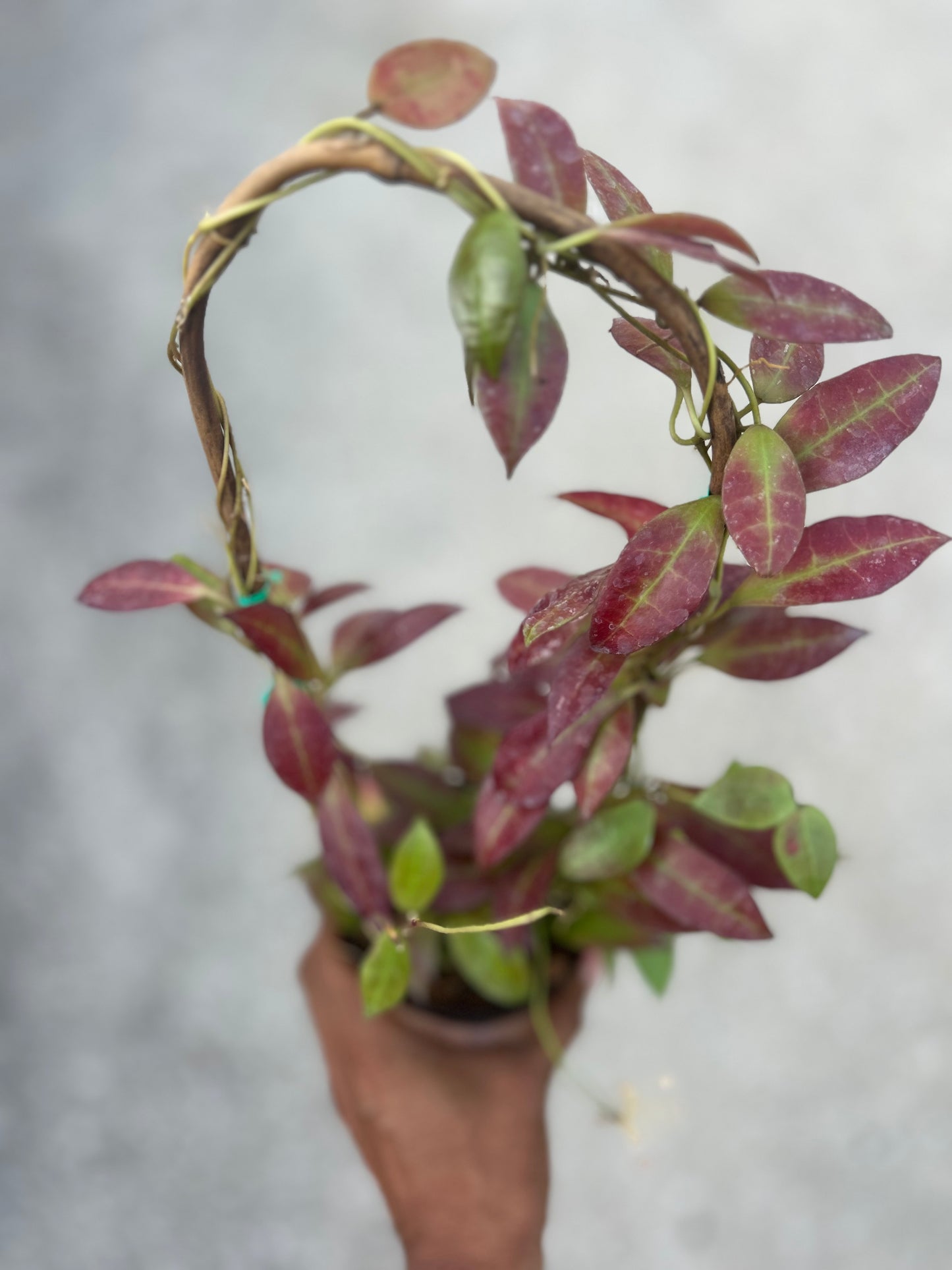 Hoya 'Walliniana'