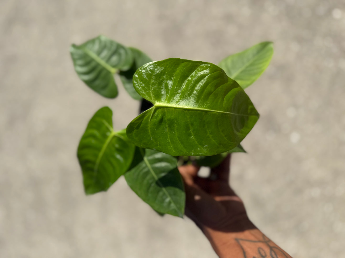 Anthurium Veitchii ‘King’