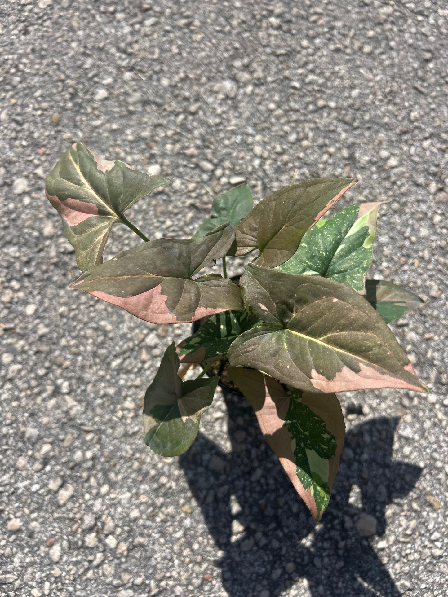 Syngonium 'Tricolor'