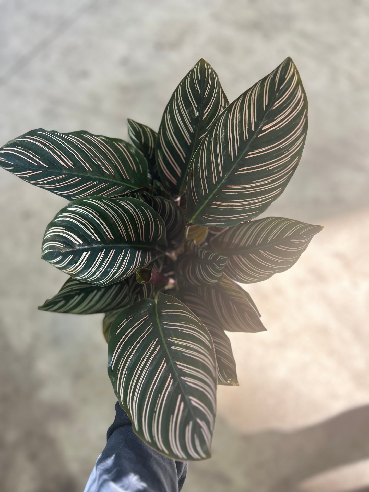 Calathea Ornata 'Pinstripe'