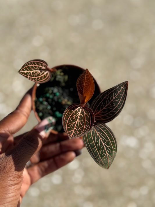 Marbled Jewel Orchid