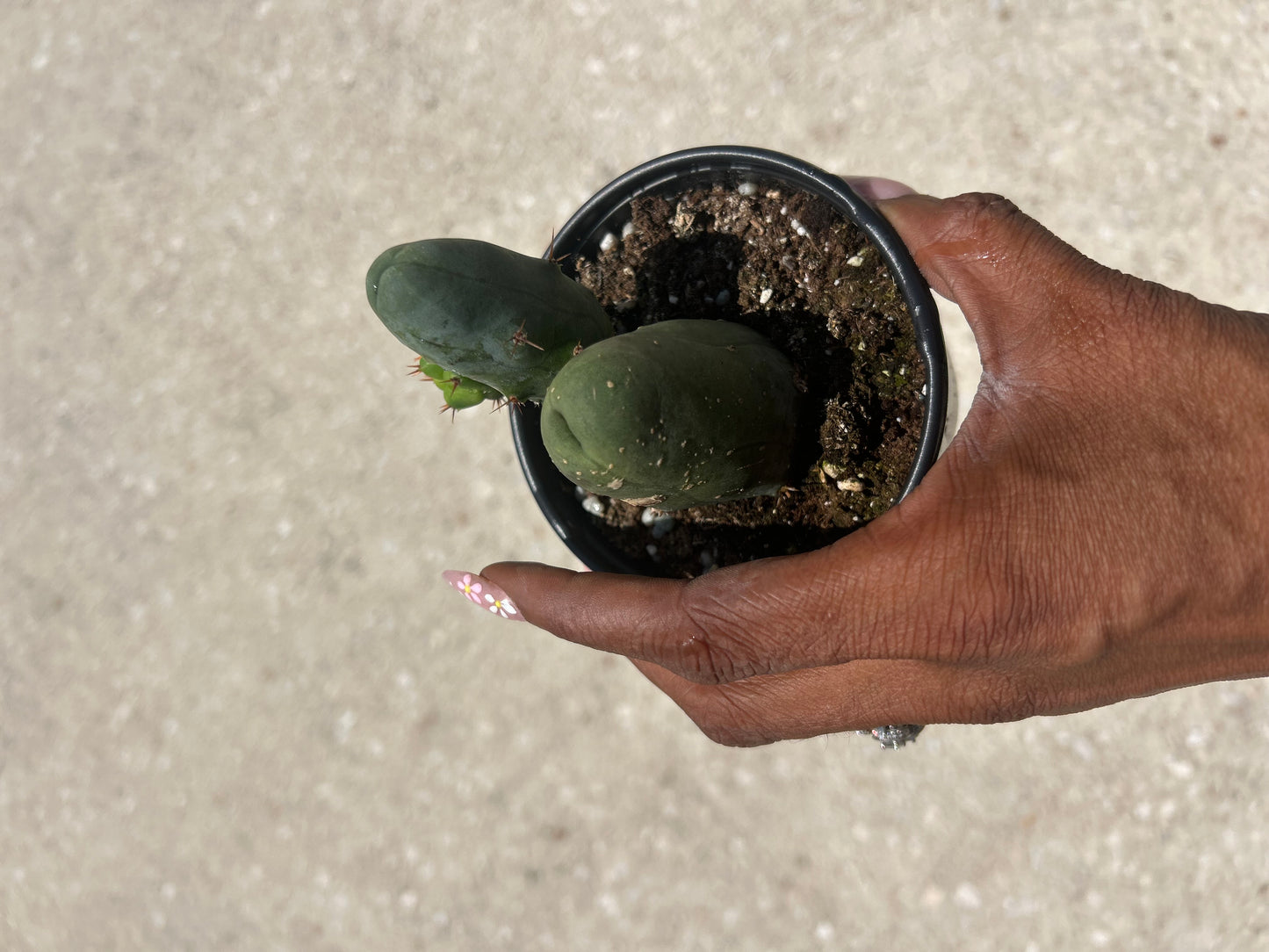 Trichocereus Bridgesii Monstrose 'Penis cactus'