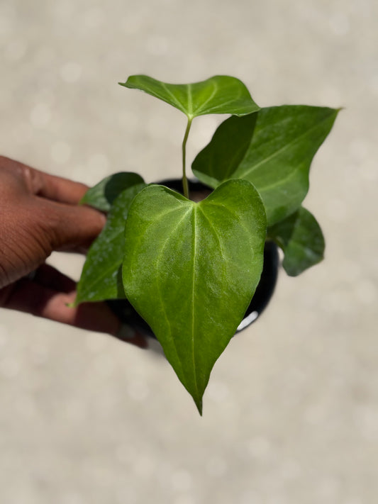 Anthurium 'Delta Force'