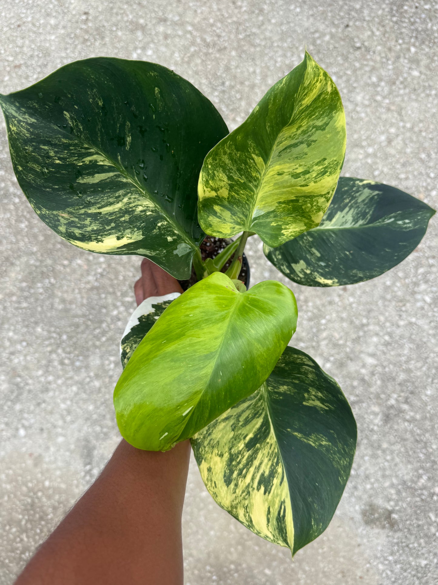 Philodendron White Wizard Aurea