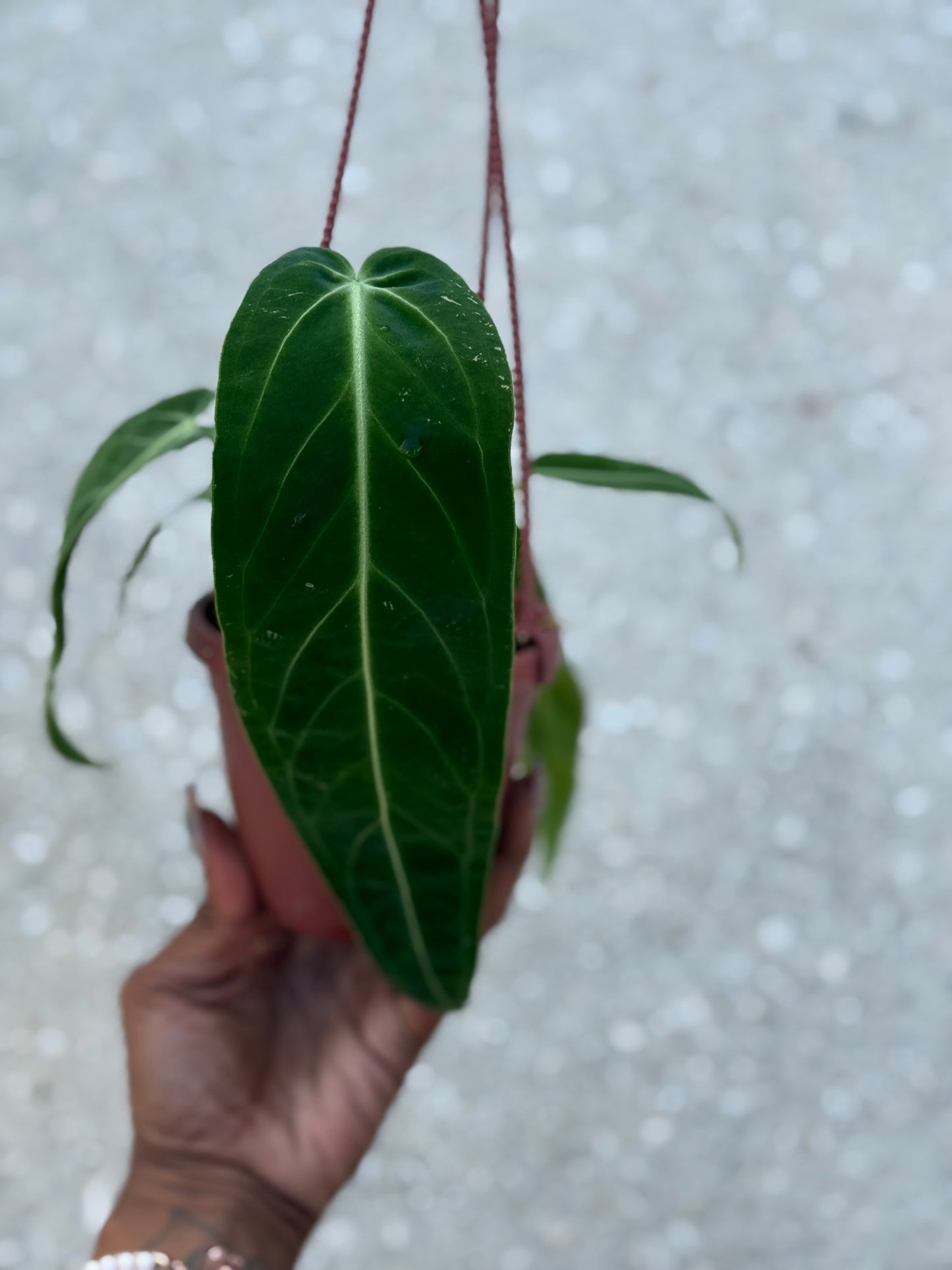 Anthurium 'Warocqueanum'