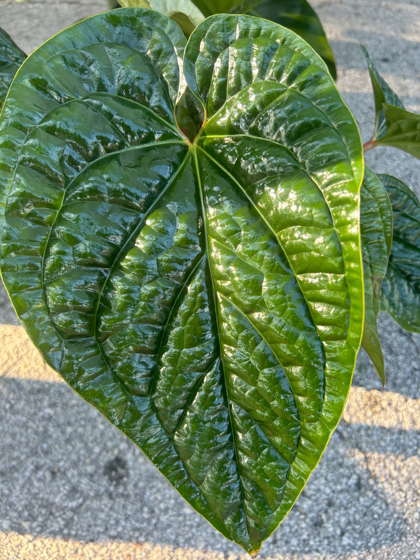 Anthurium Radicans x Luxuriens