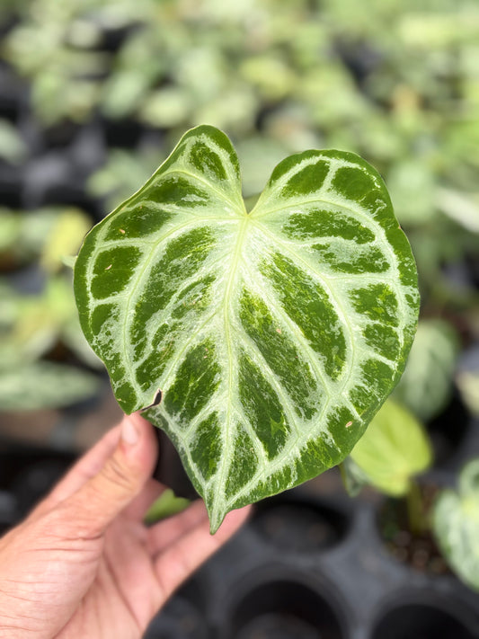 Anthurium 'Silver Blush Mint'