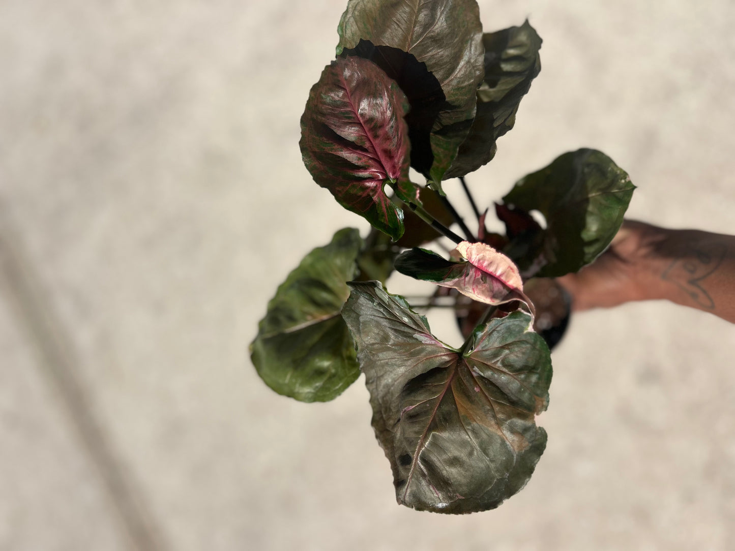 Syngonium 'Strawberry Ice'