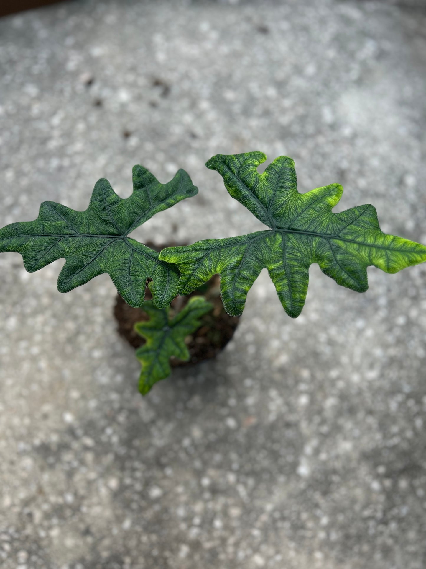 Alocasia ' Tandurusa,' (Jacklyn)