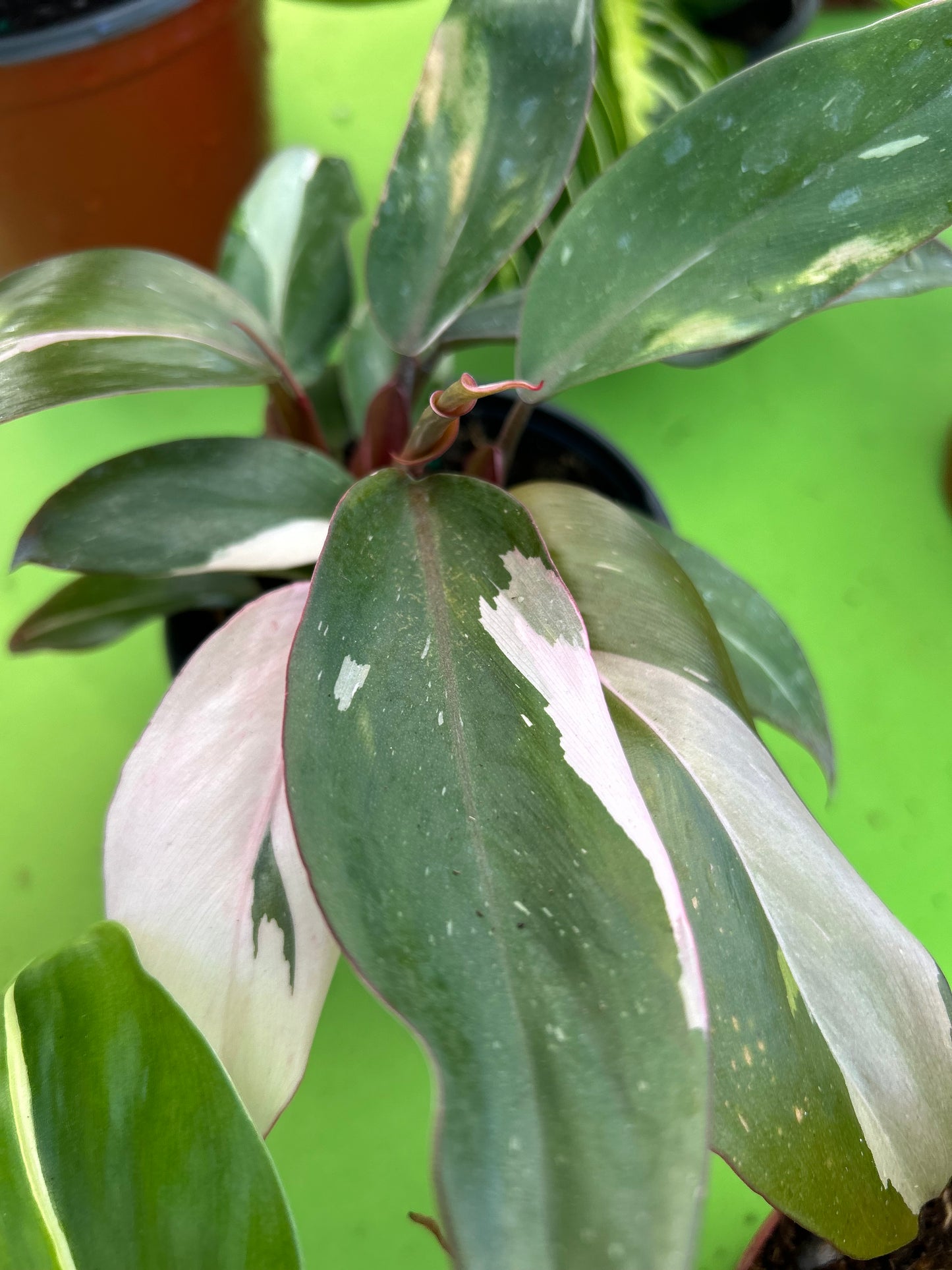 Philodendron 'Pink Princess Marble'