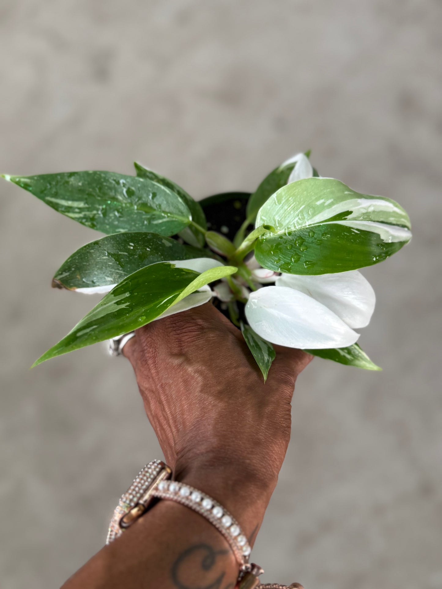 Philodendron 'White Princess'