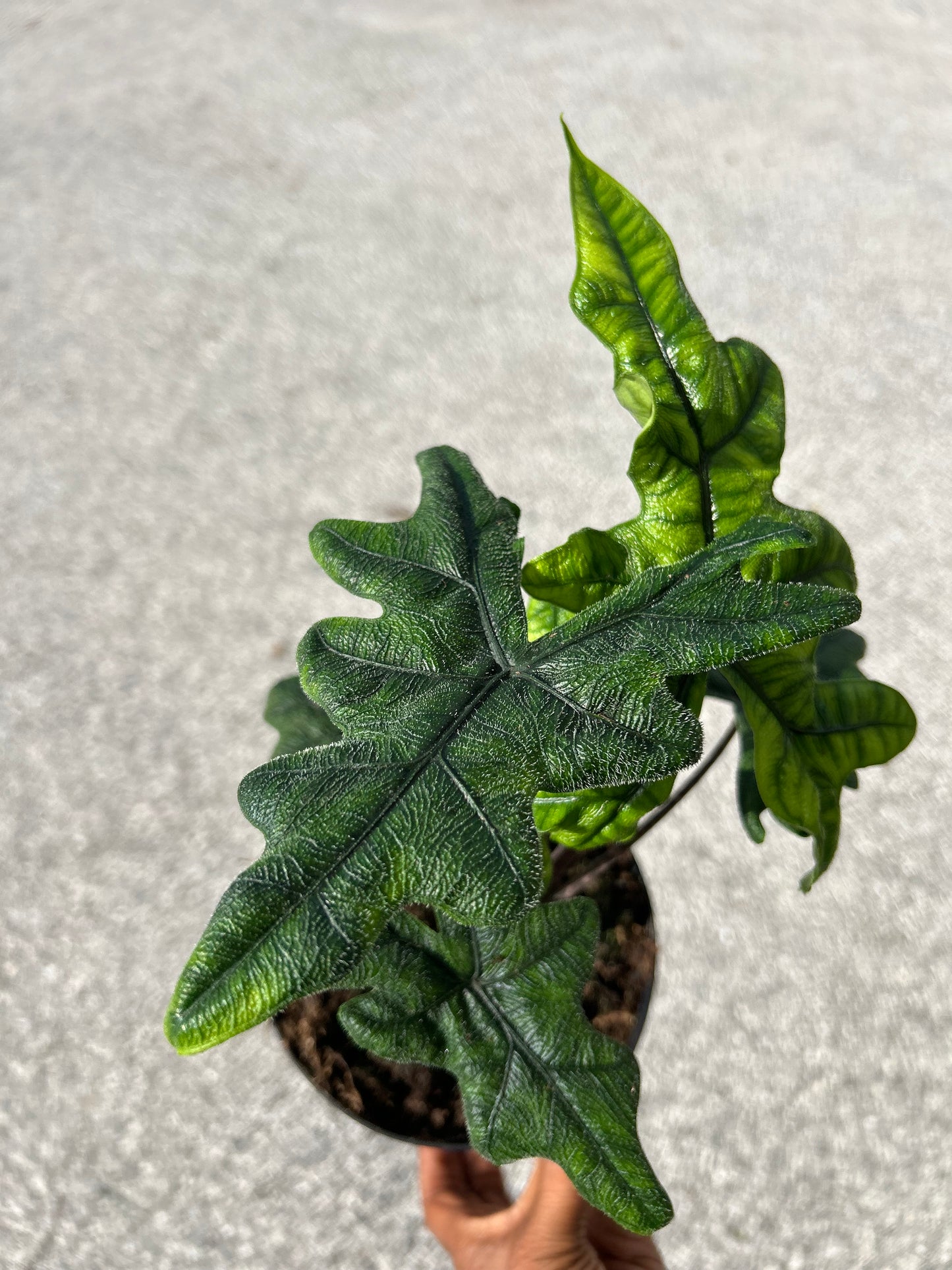 Alocasia ' Tandurusa,' (Jacklyn)