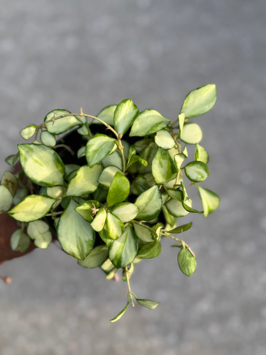Hoya Heuschkeliana Variegata