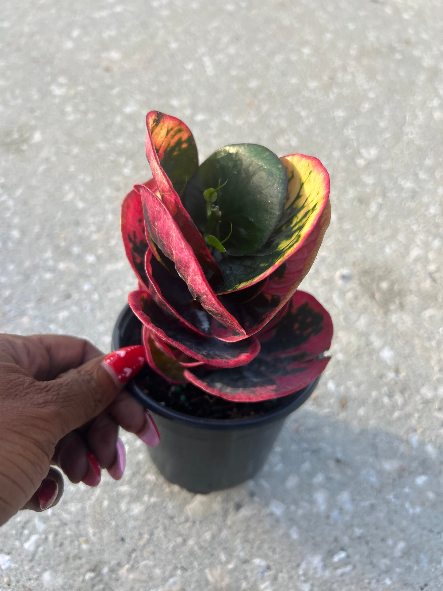 “Rose croton”-Codiaeum variegatum