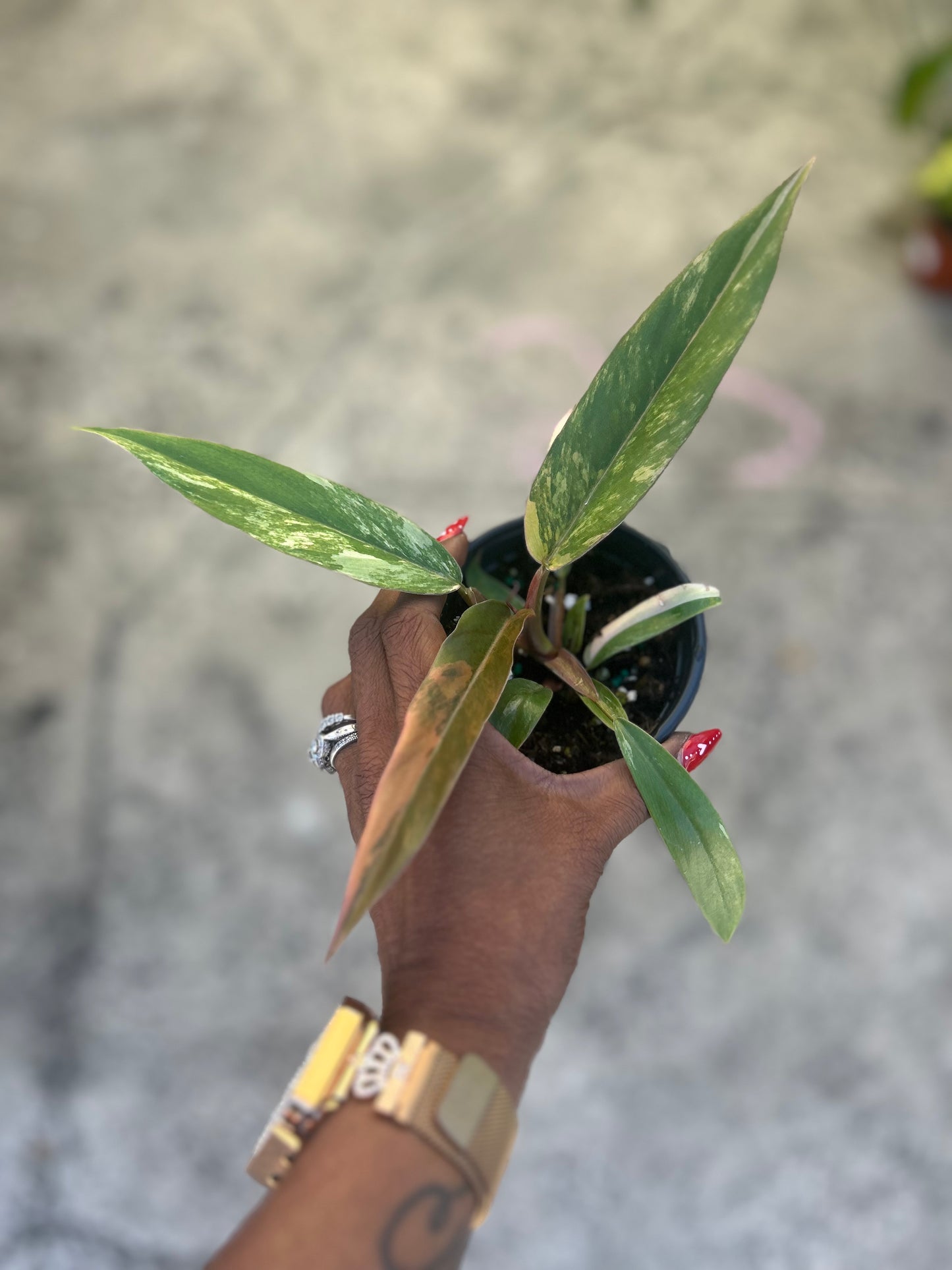 Philodendron 'Caramel Marble'