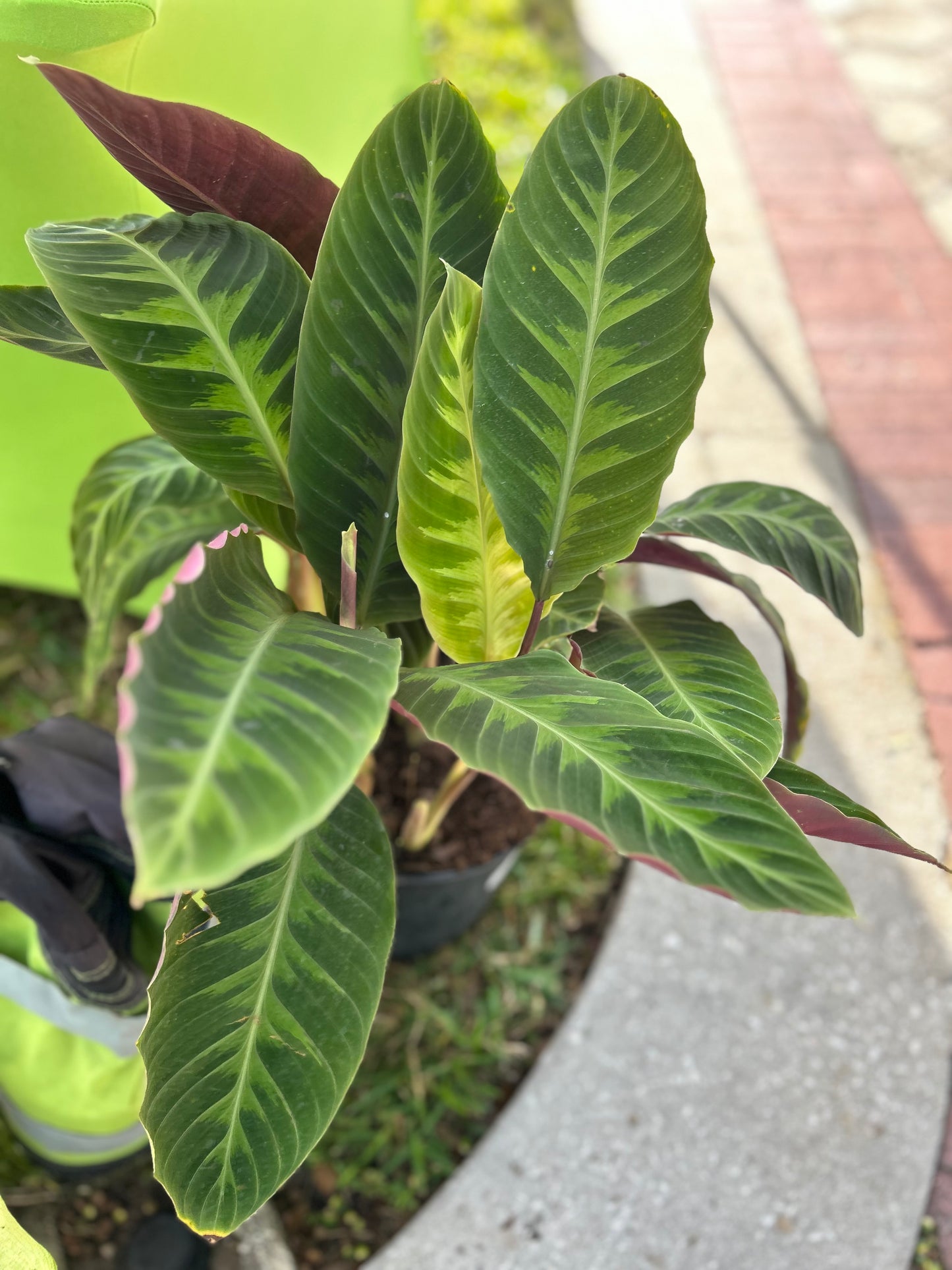 Calathea Warscewiczii