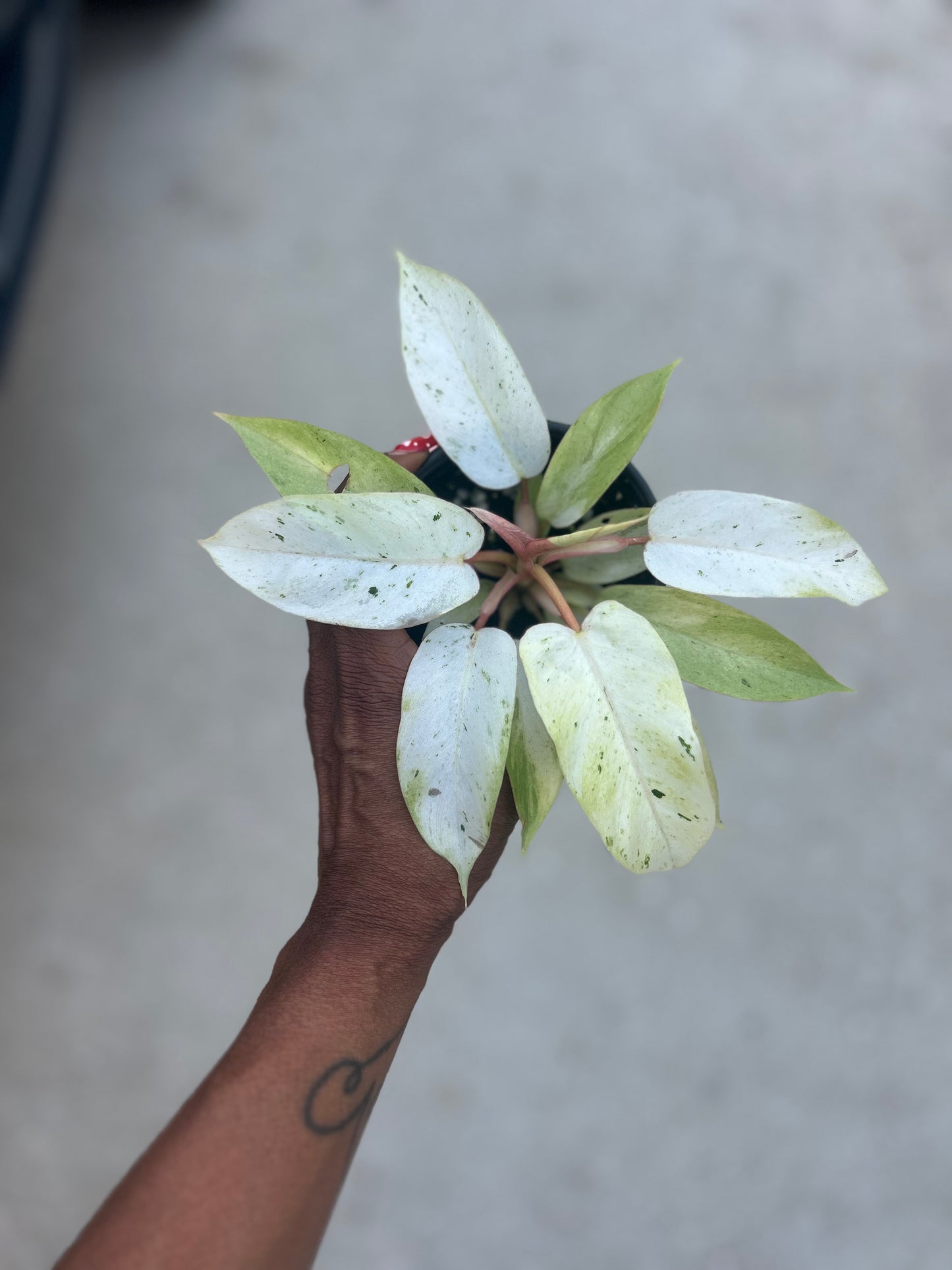 Philodendron Snowdrift
