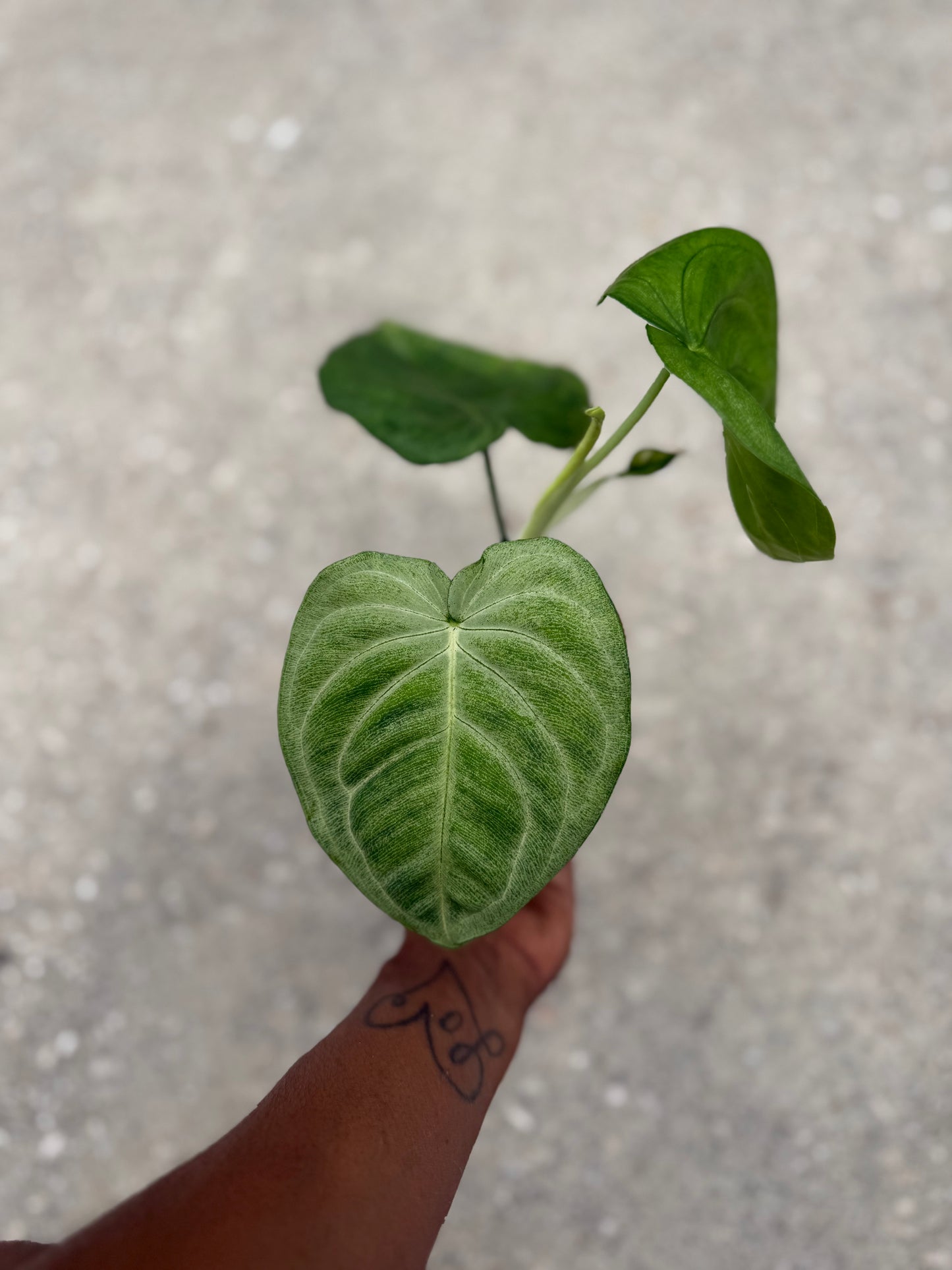 Syngonium Ice Frost