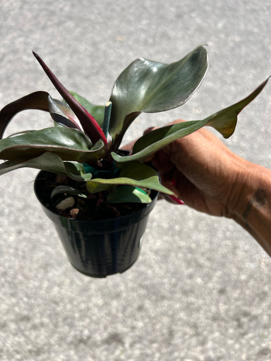 Philodendron 'Red Heart'