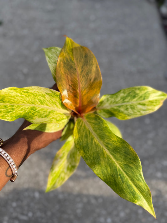 Philodendron 'Orange Marmalade'