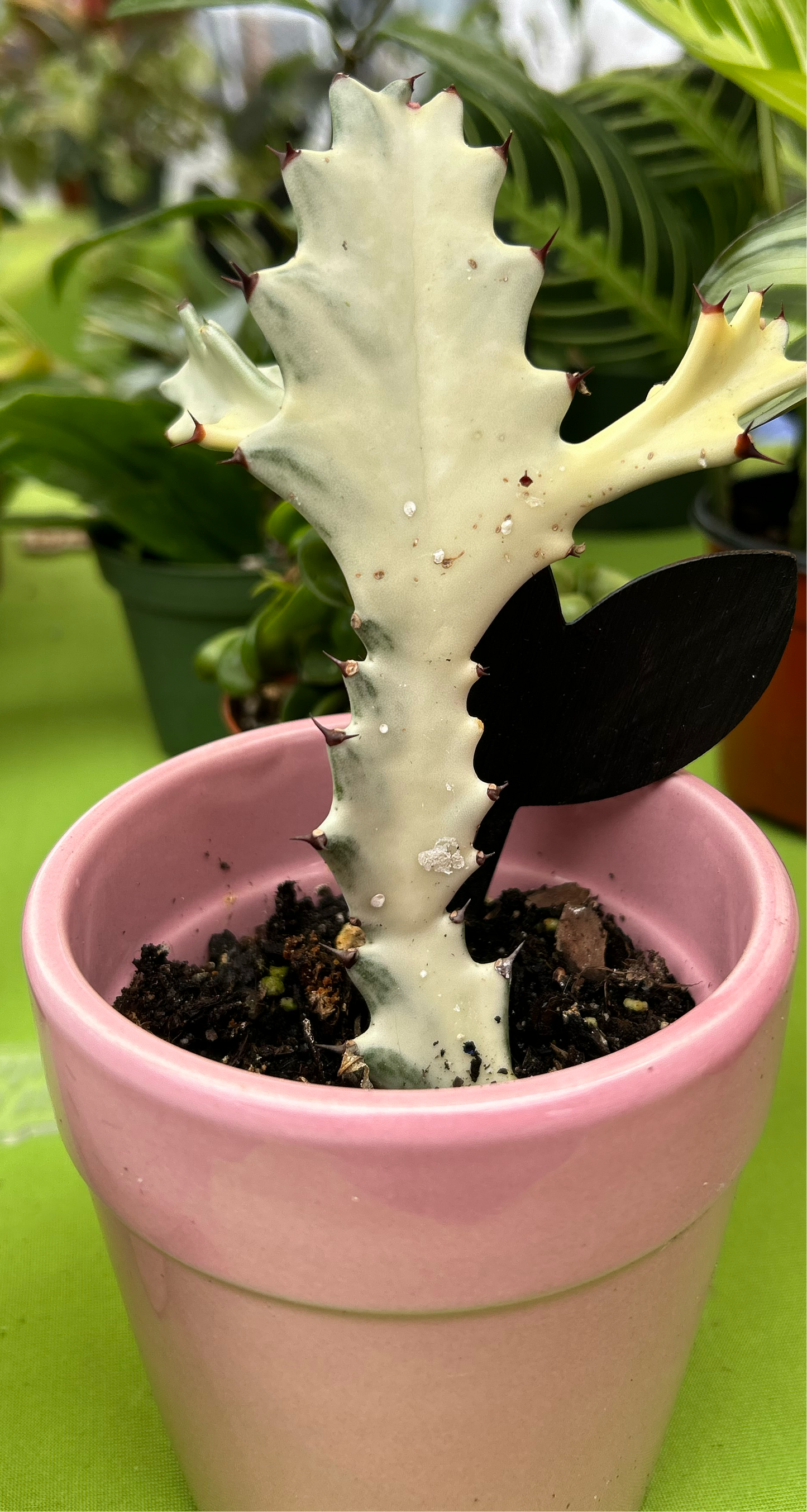 Euphorbia Lactea Cristata 'Ghost'