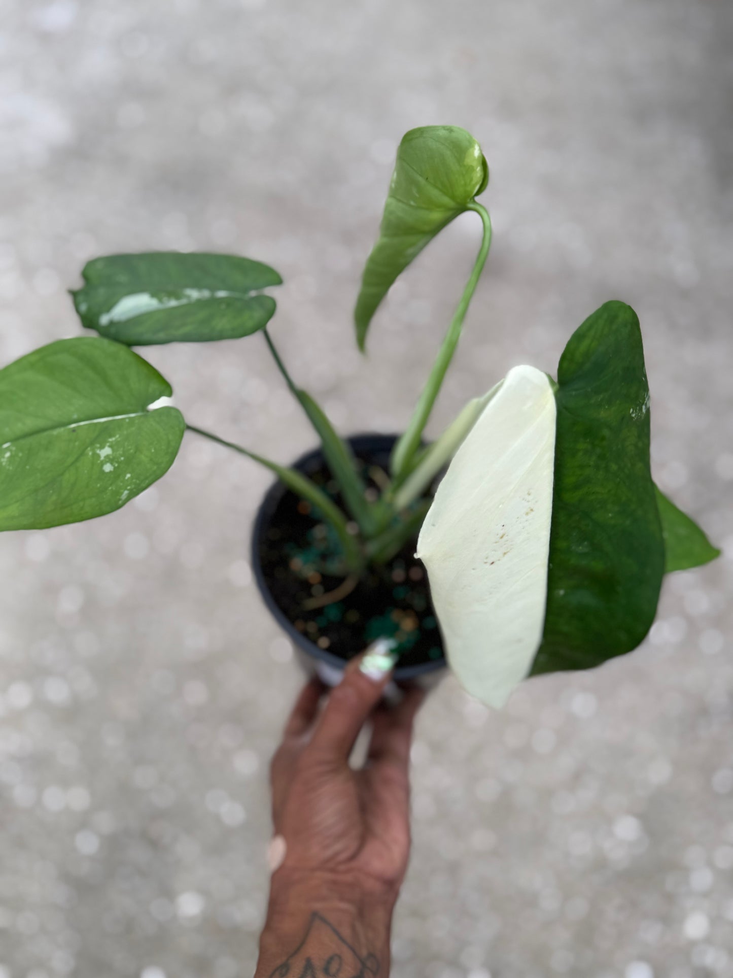 Syngonium 'Chiapense' Variegated