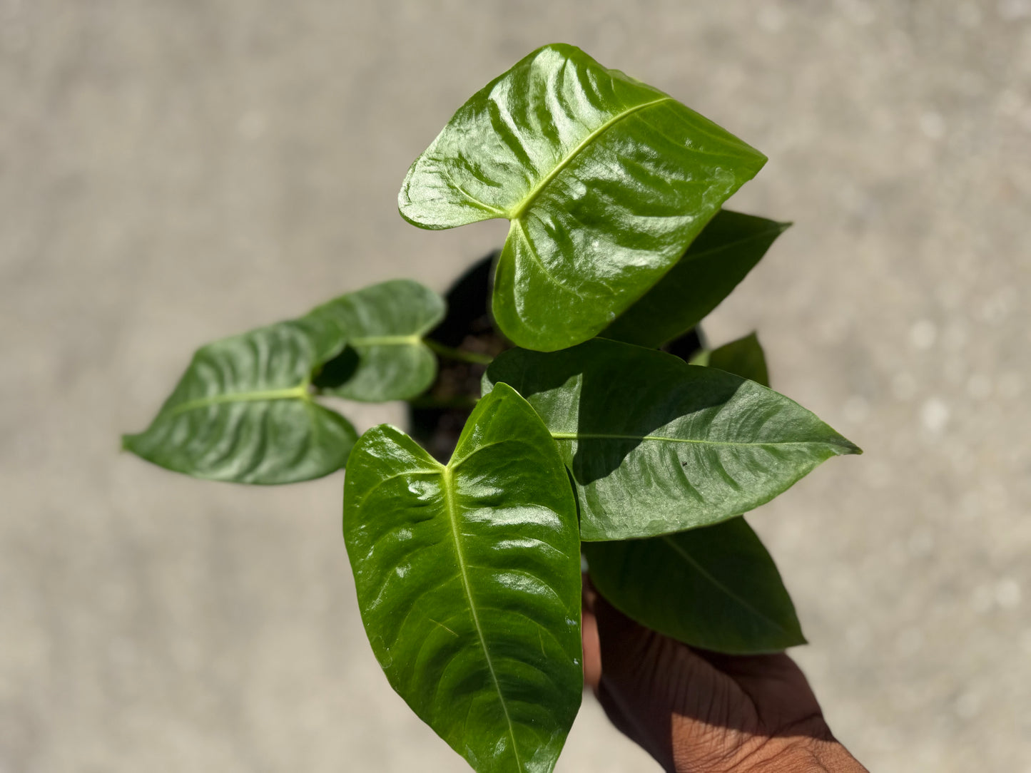 Anthurium Veitchii ‘King’