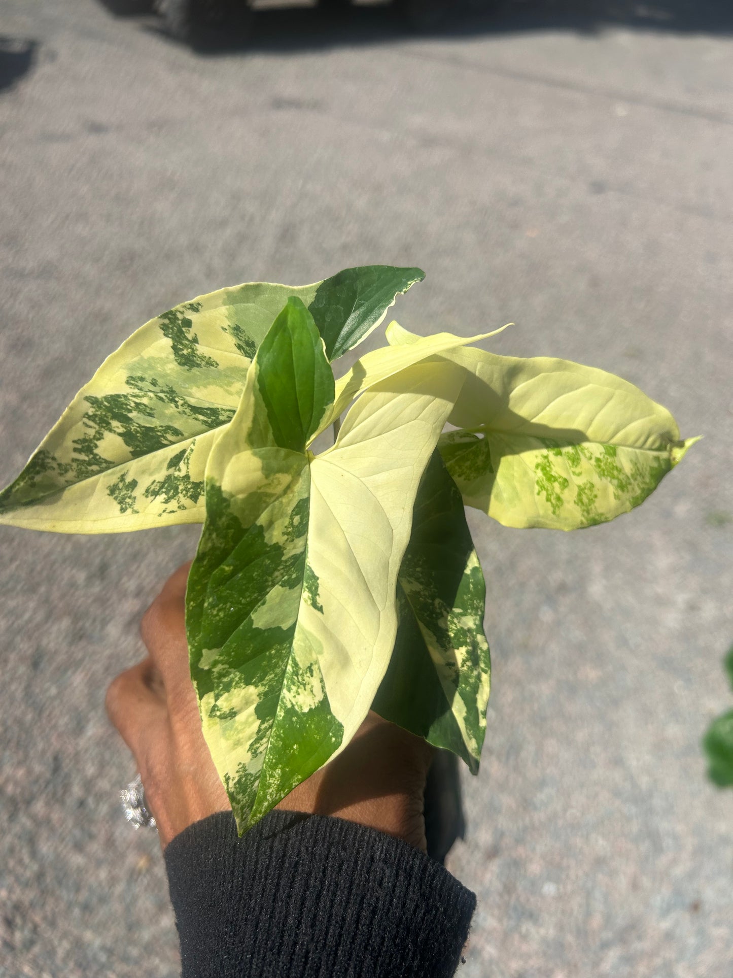 Syngonium Aurea Variegata