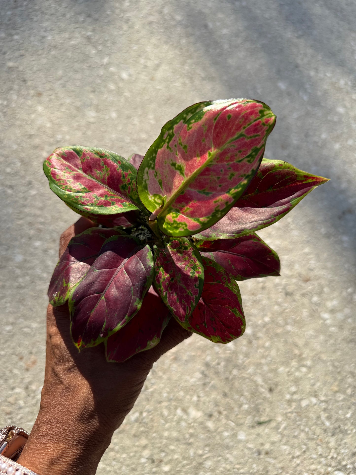 Aglaonema 'Black Maroon'