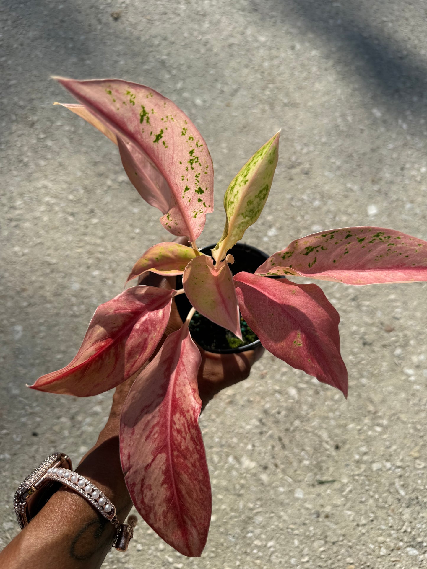 Aglaonema 'Pink Baramee'