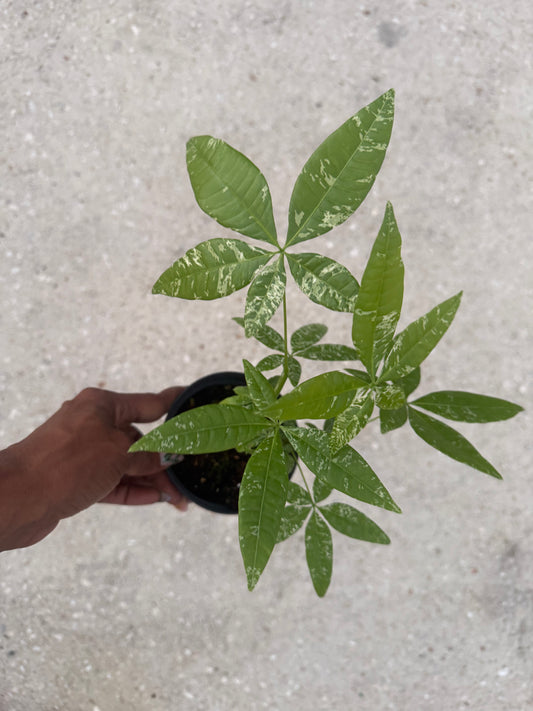 Variegated Money Tree