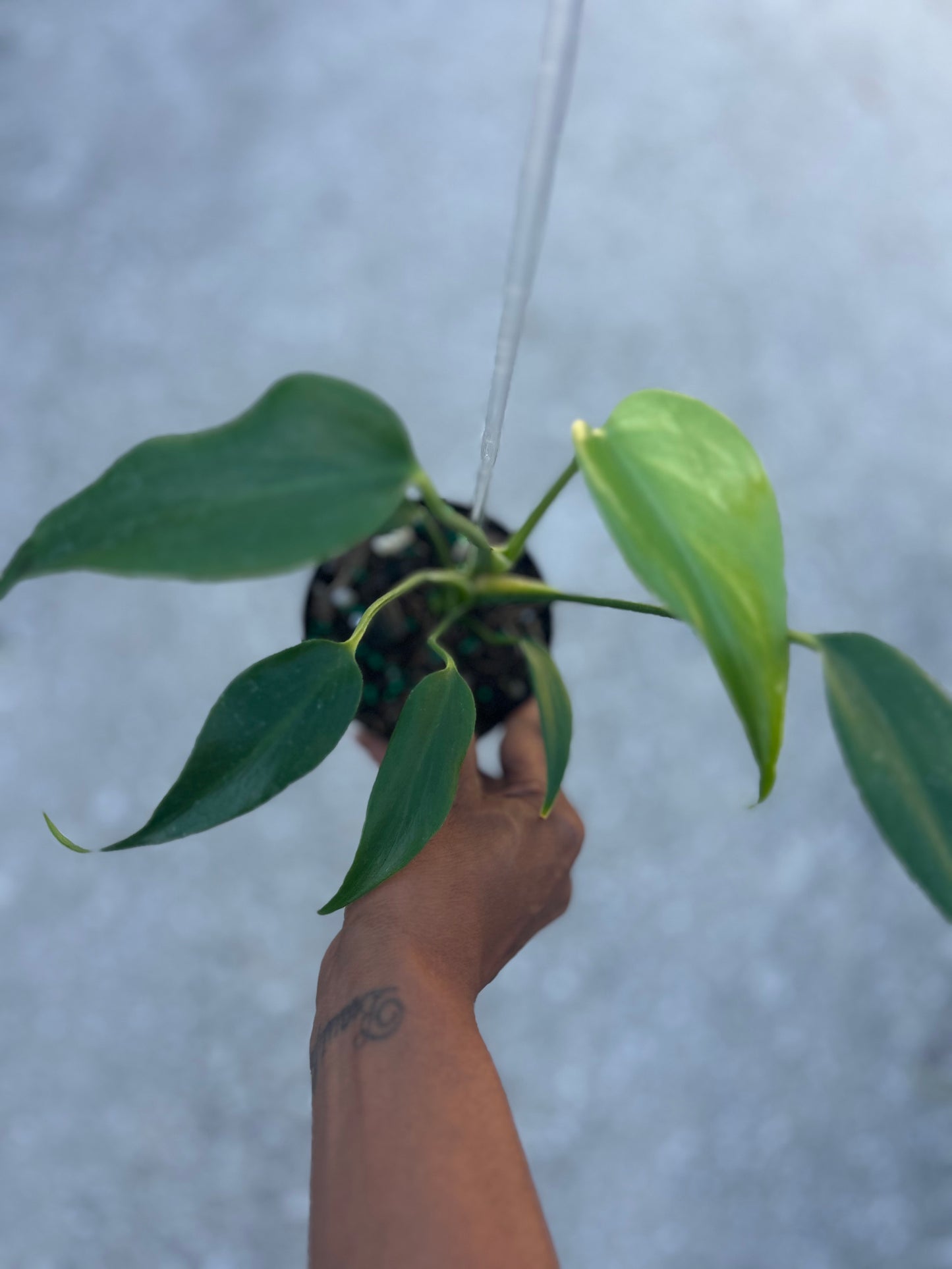 Monstera Burle Marx Flame