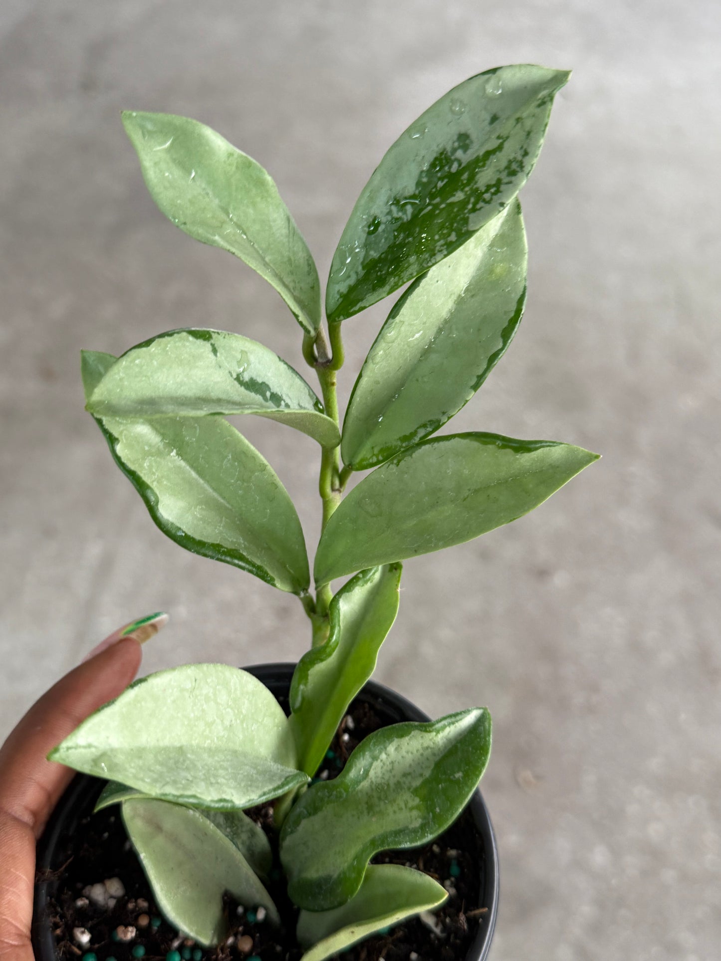 Hoya 'Silver Moon'