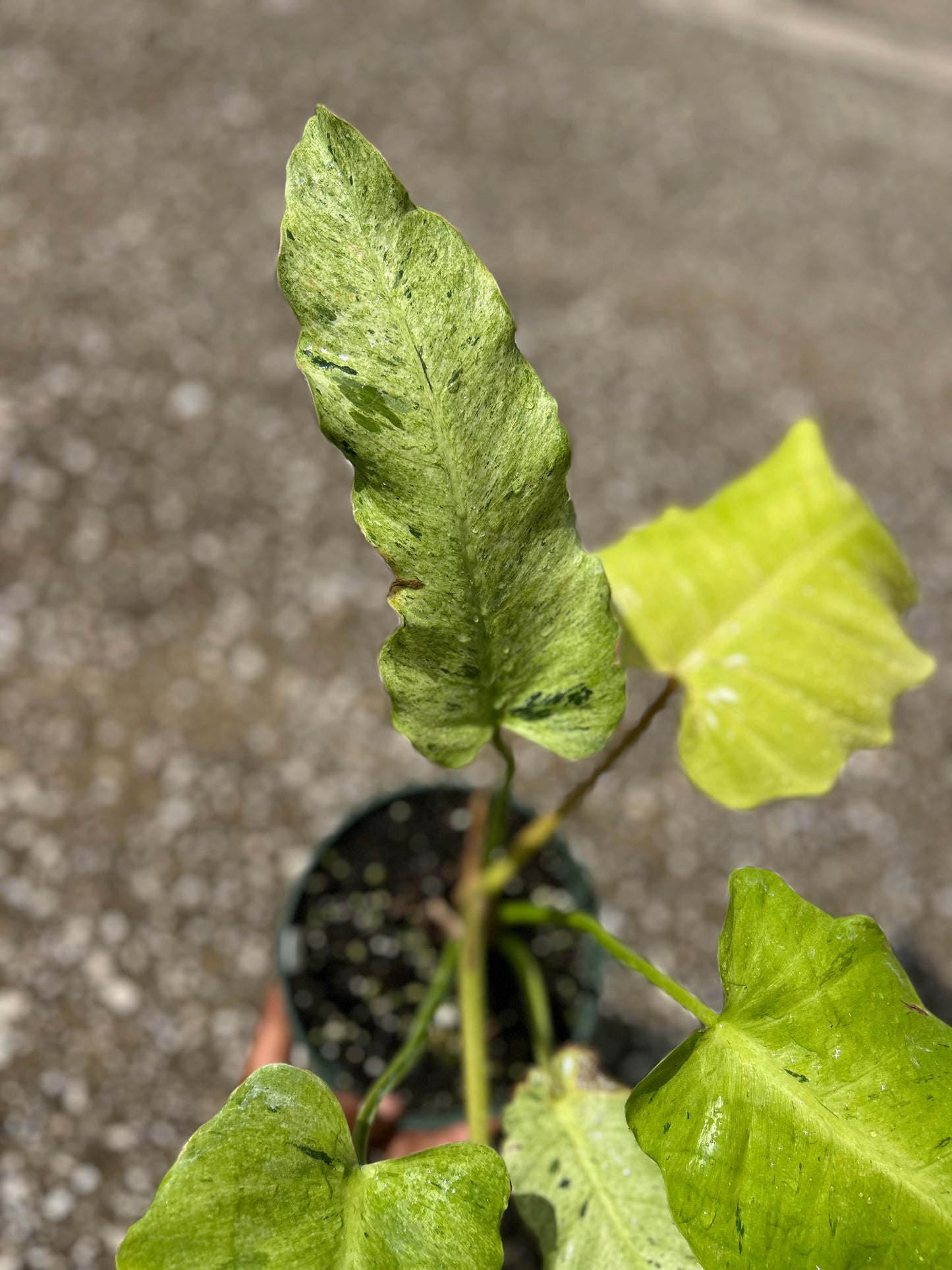 Philodendron Snowdrift