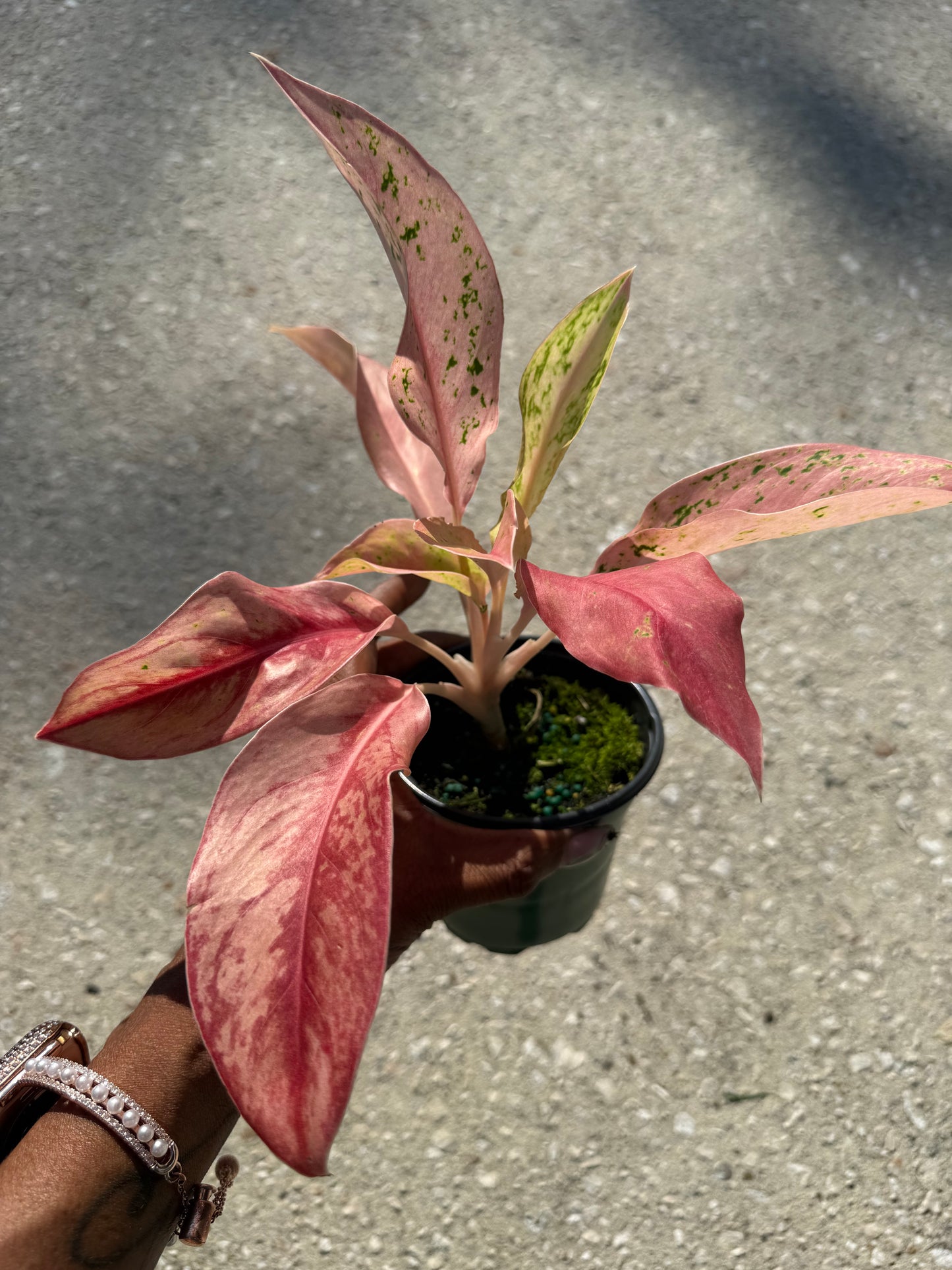 Aglaonema 'Pink Baramee'