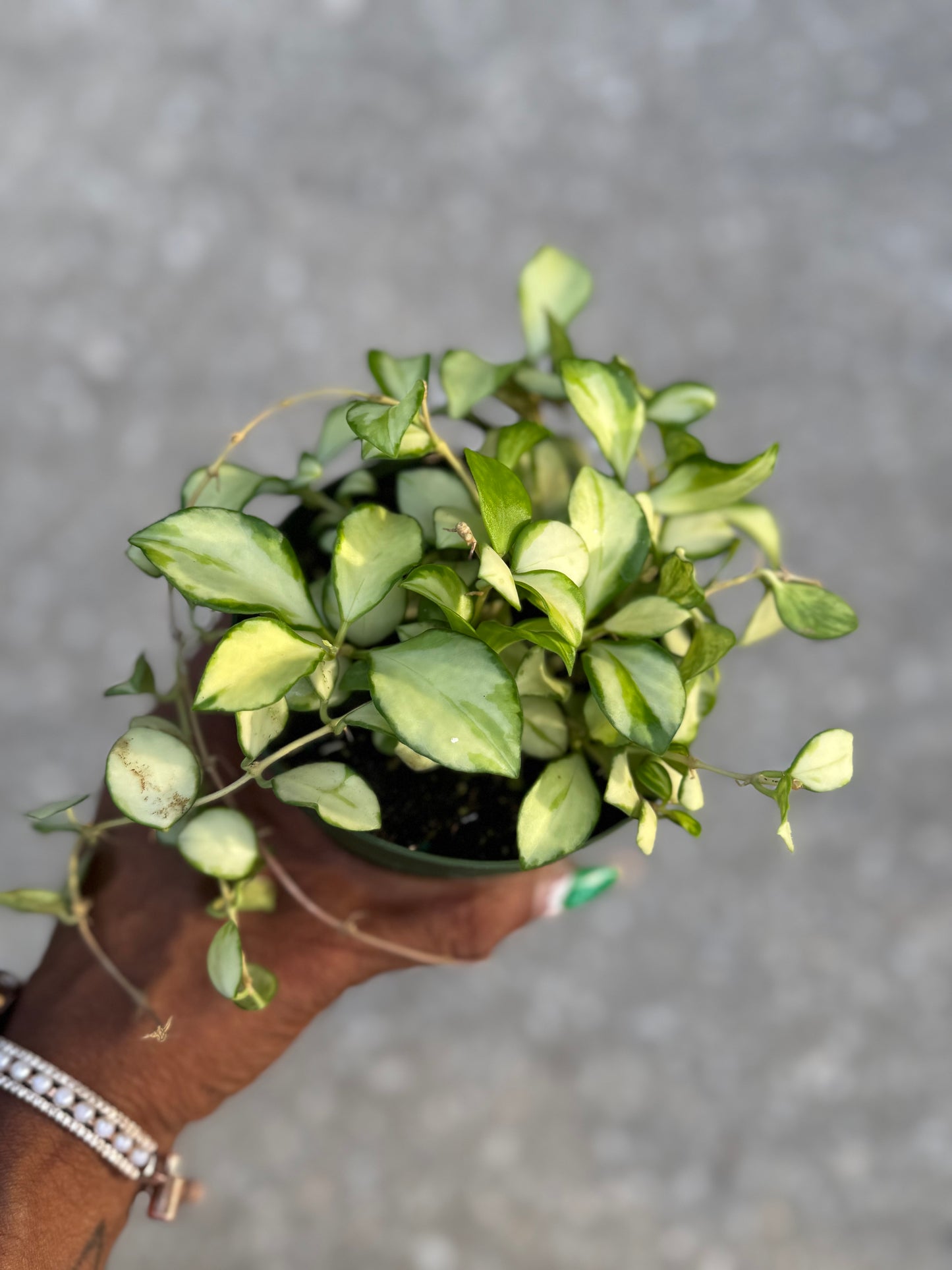Hoya Heuschkeliana Variegata