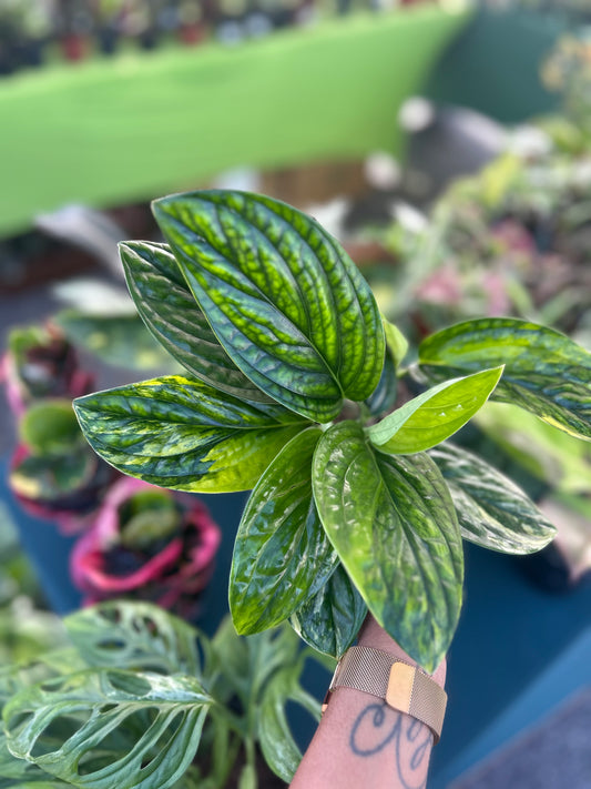 Monstera Peru variegated