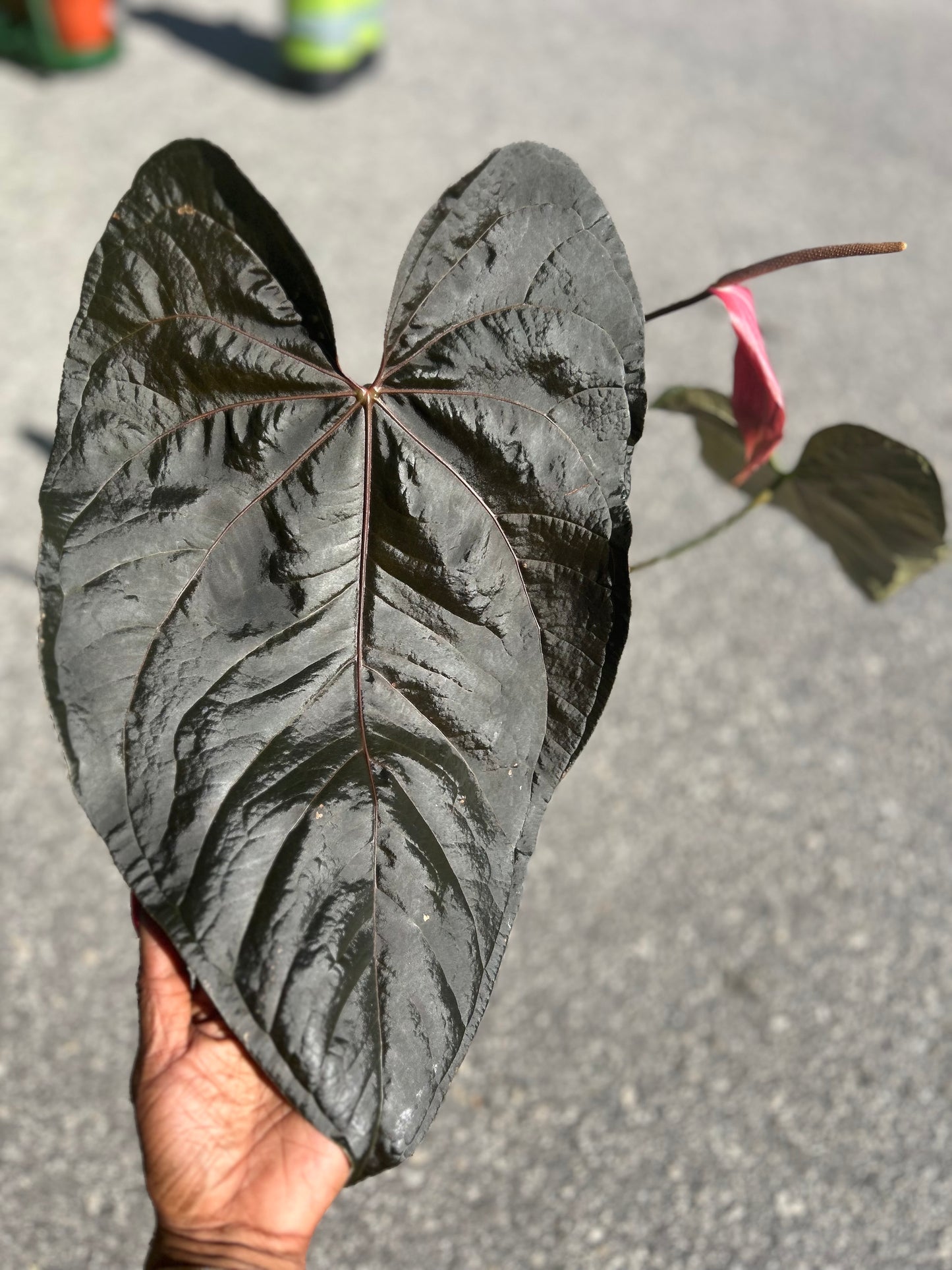 Anthurium Queen of Hearts