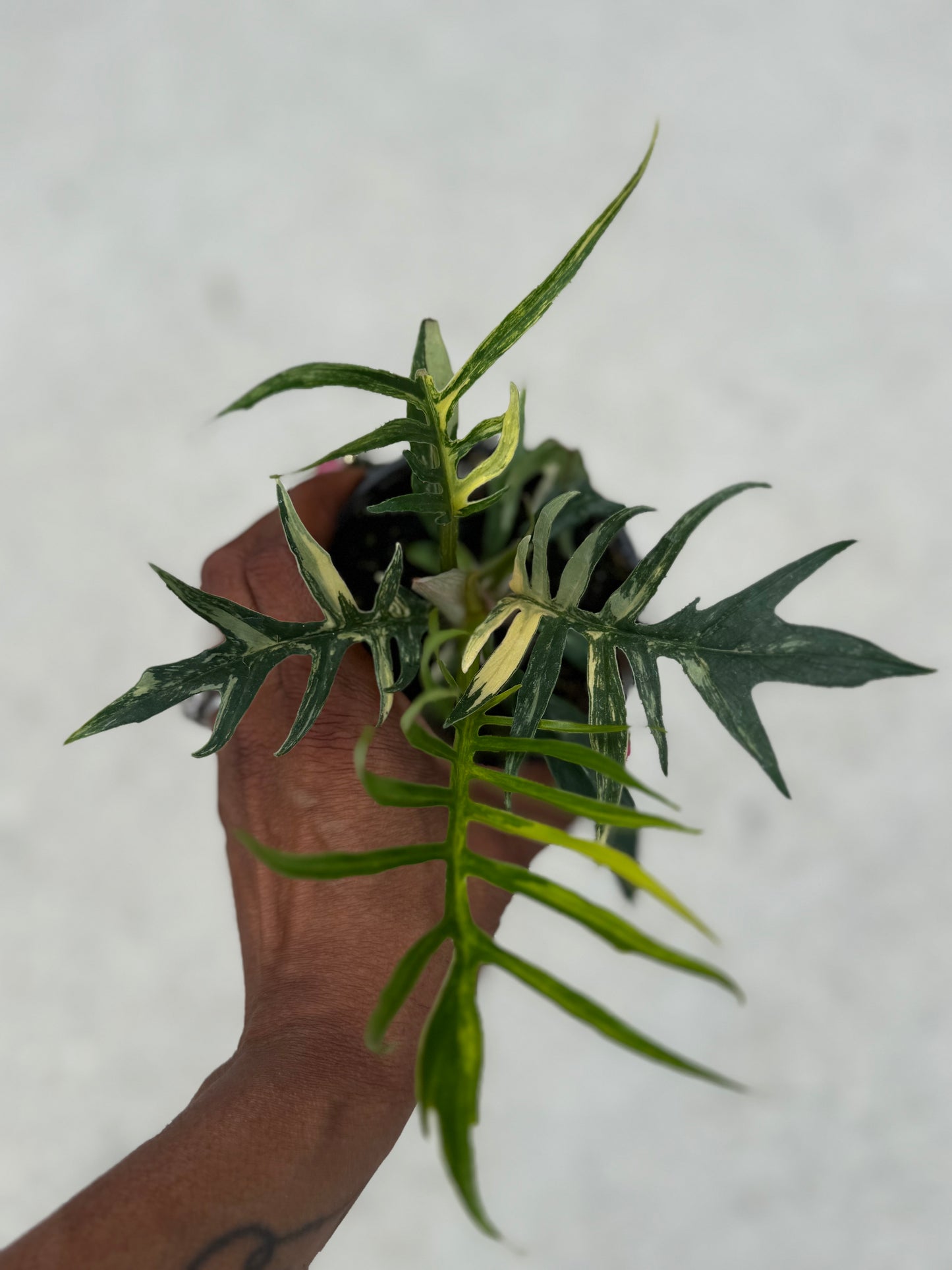 Philodendron Tortum variegated