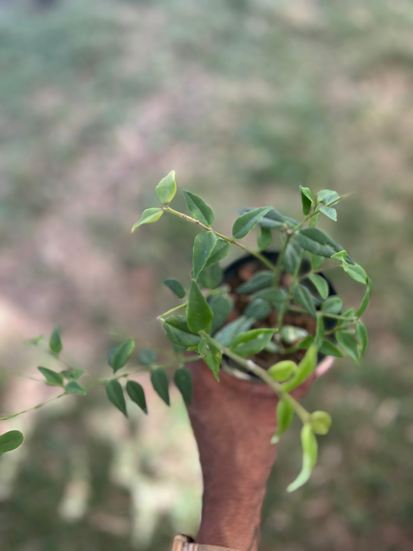 Hoya 'Bella'