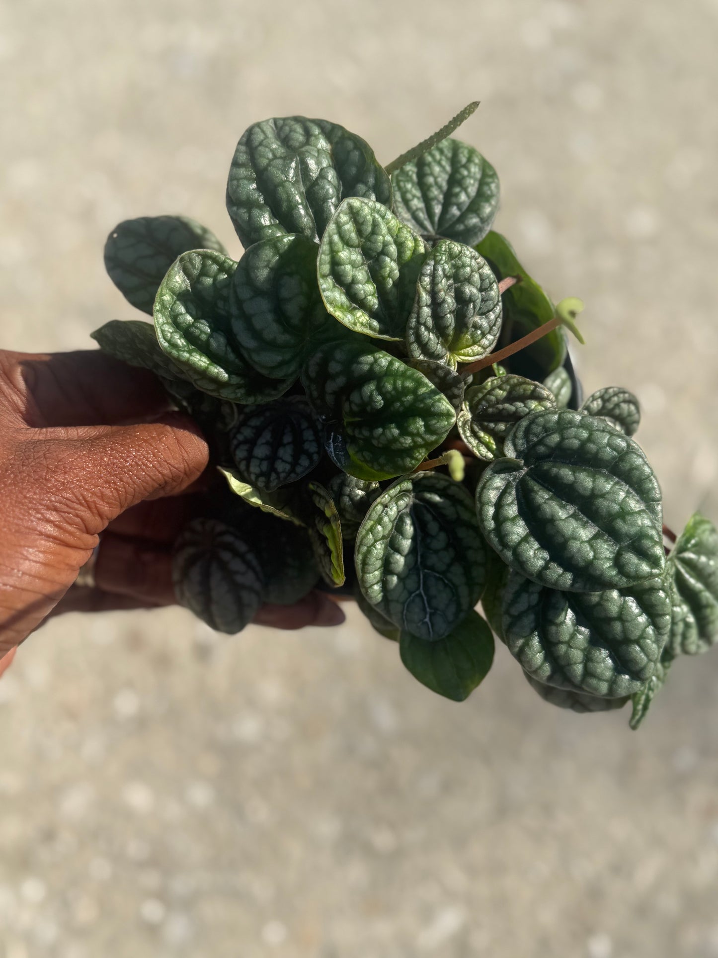Peperomia 'Burbella'